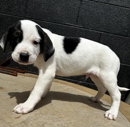 King Neptune, Adoptable, Puppy Male Bluetick Coonhound & Mixed Breed.