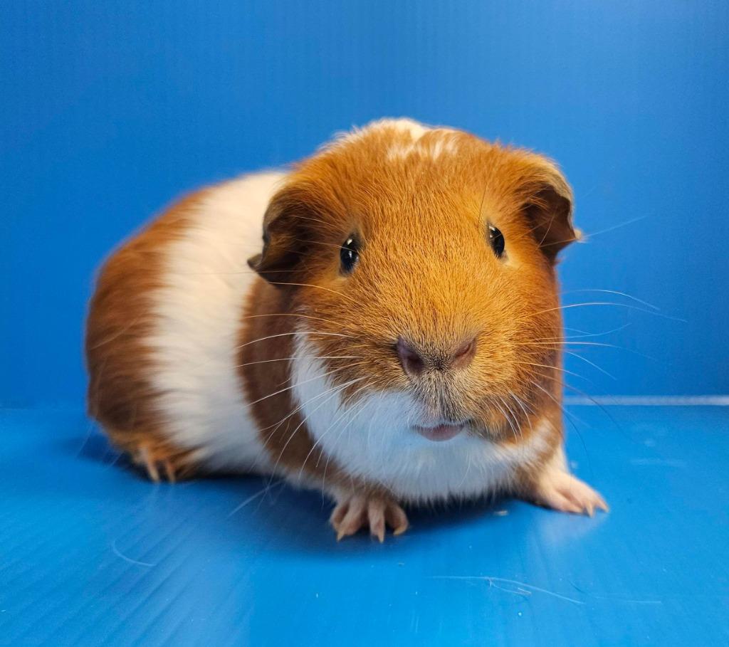 Tyler, Adoptable, Adult Male Guinea Pig.
