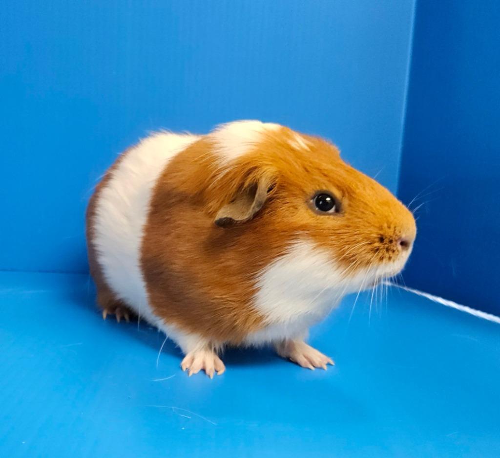 Tyler, a Adoptable mixed breed in Lewisville, TX image 2/2