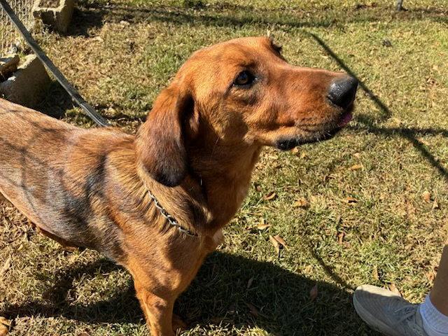 BUDDY, Adoptable, Young Male Golden Retriever & Labrador Retriever.