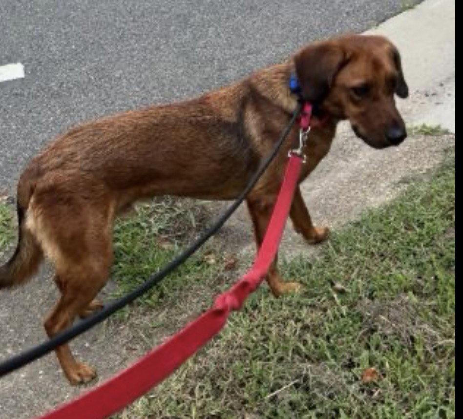 BUDDY, a Adoptable mixed breed in Mount Laurel, NJ image 2/3