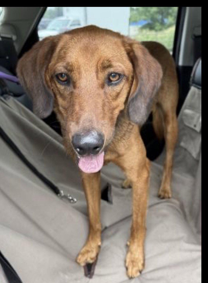 BUDDY, a Adoptable mixed breed in Mount Laurel, NJ image 3/3