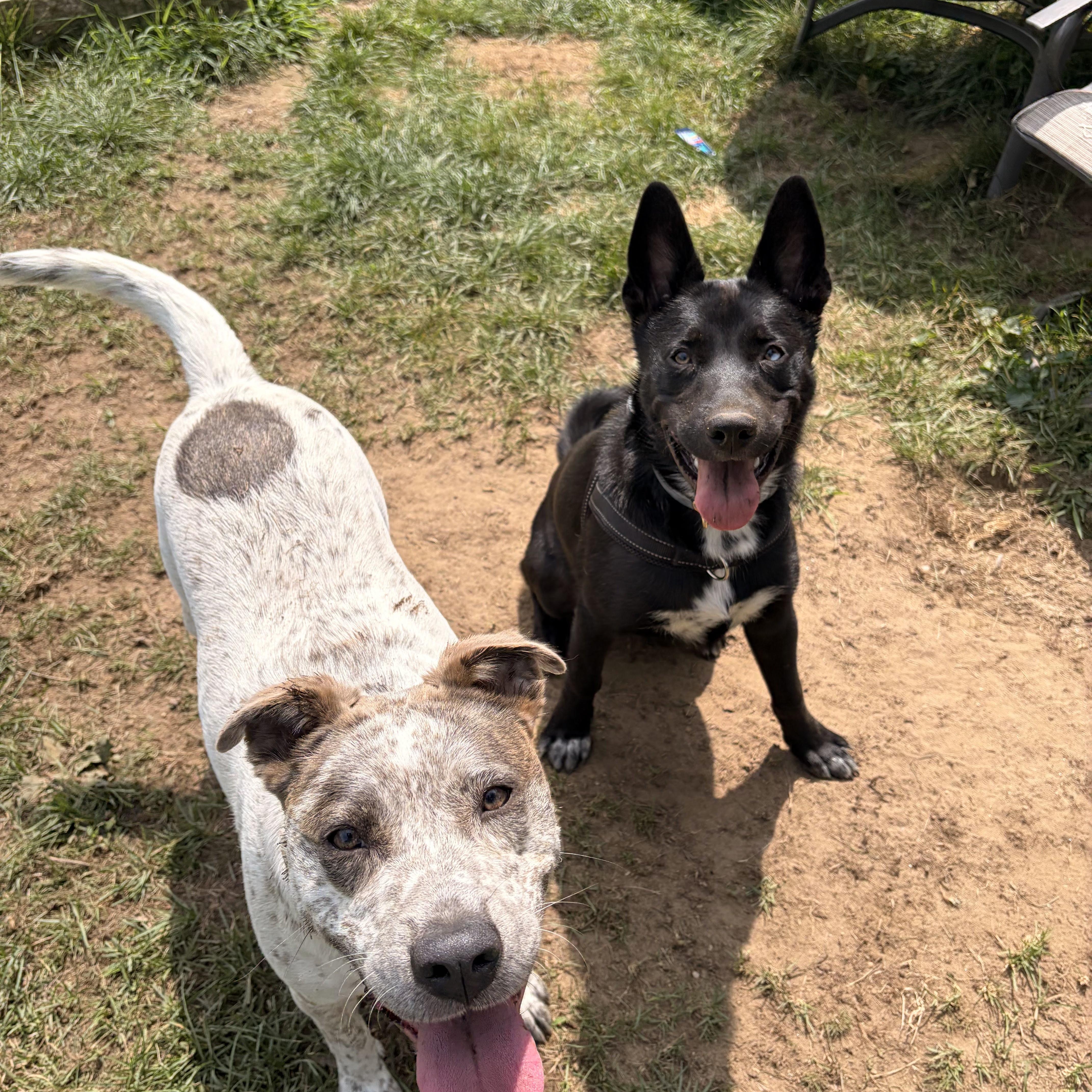 Enlarge Robyn, a Adoptable mixed breed in New Boston, NH image 4/6