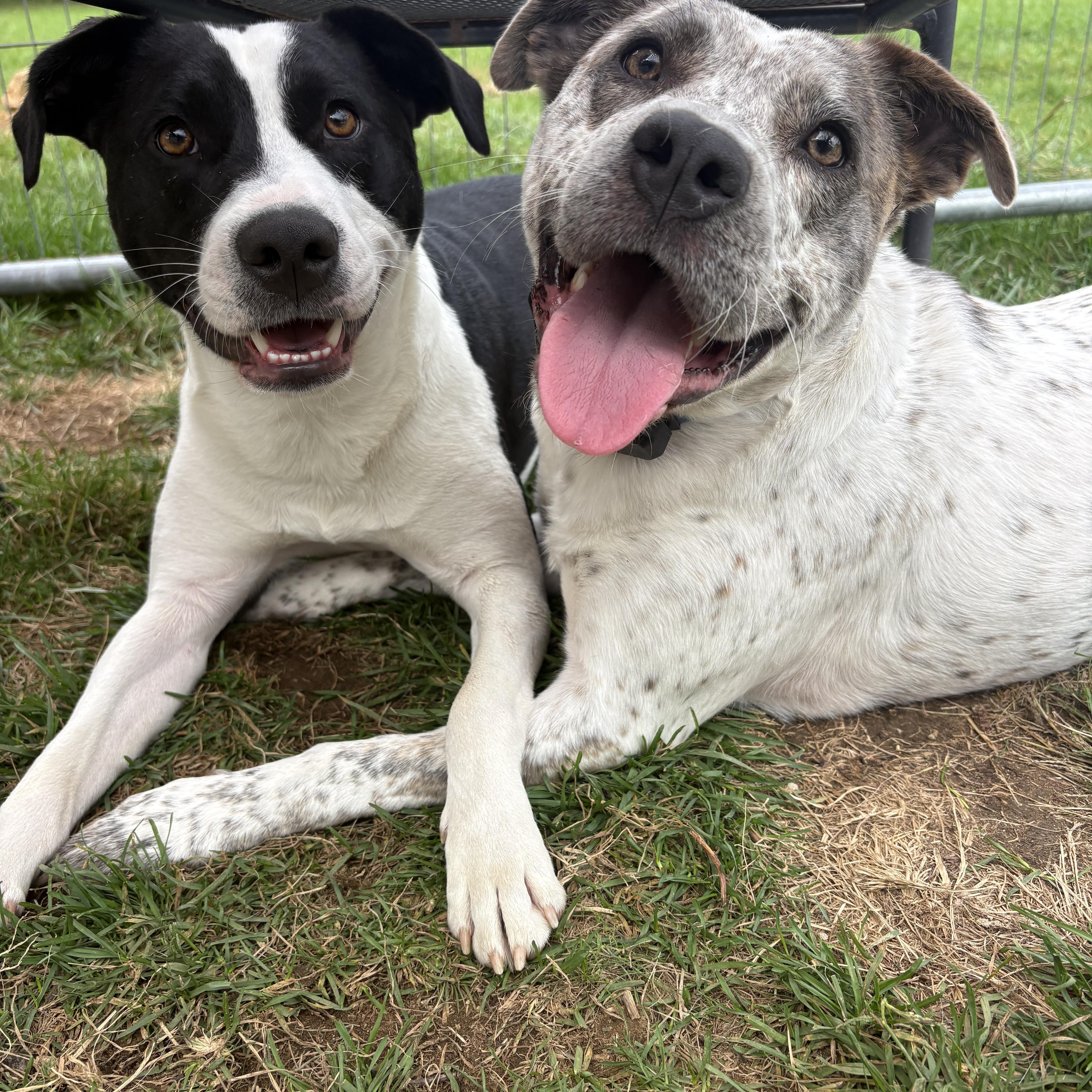 Enlarge Robyn, a Adoptable mixed breed in New Boston, NH image 2/6