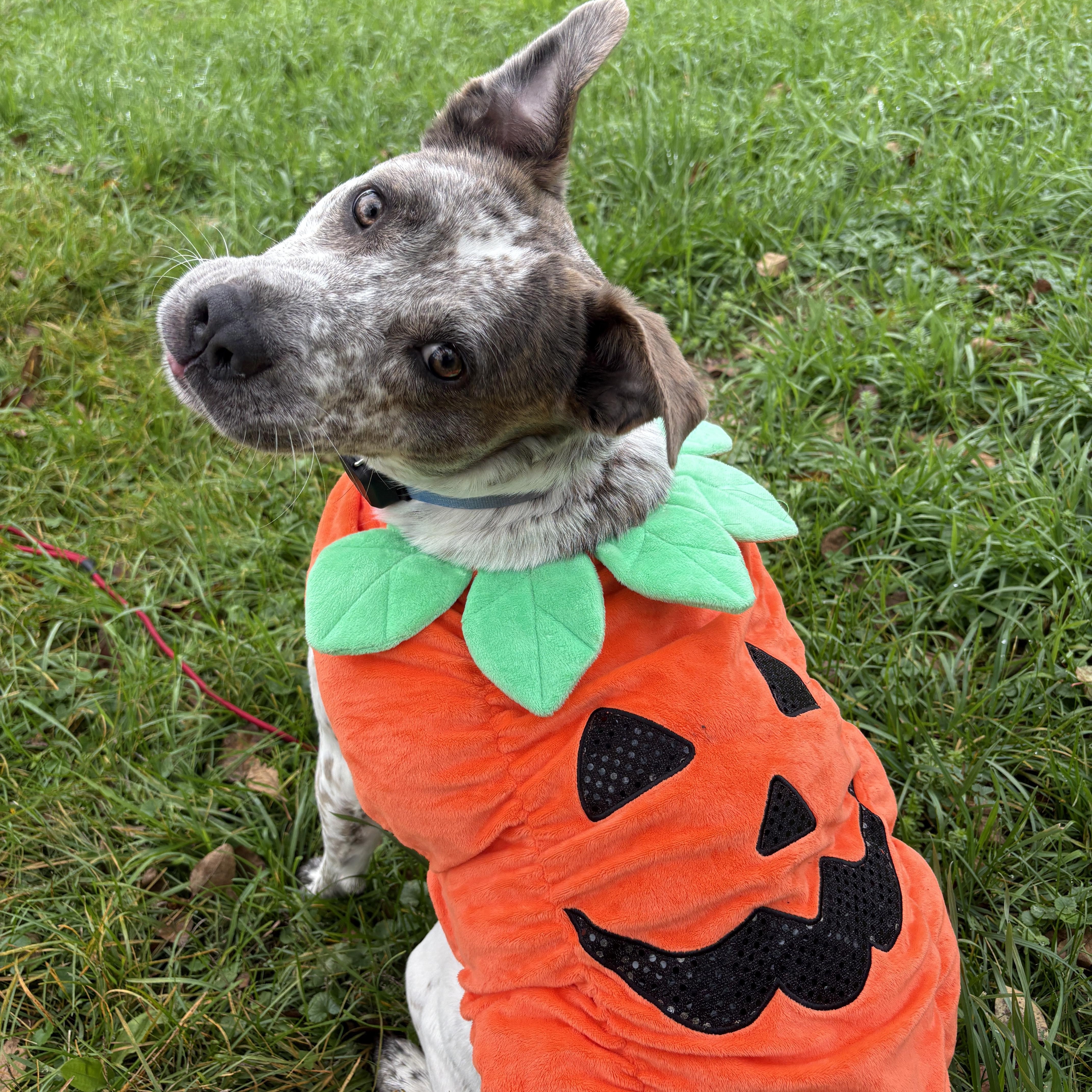 Enlarge Robyn, a Adoptable mixed breed in New Boston, NH image 5/6