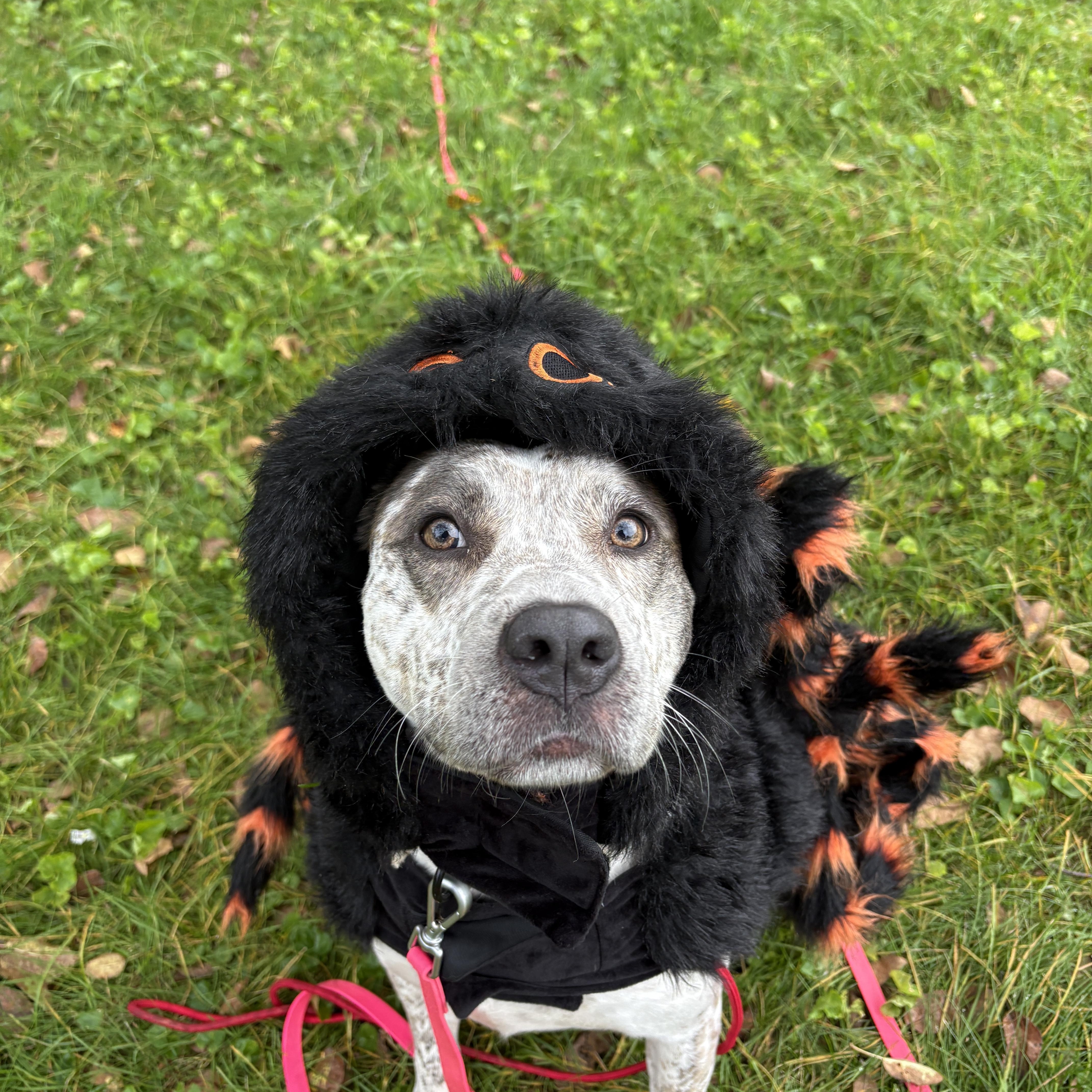Enlarge Robyn, a Adoptable mixed breed in New Boston, NH image 3/6