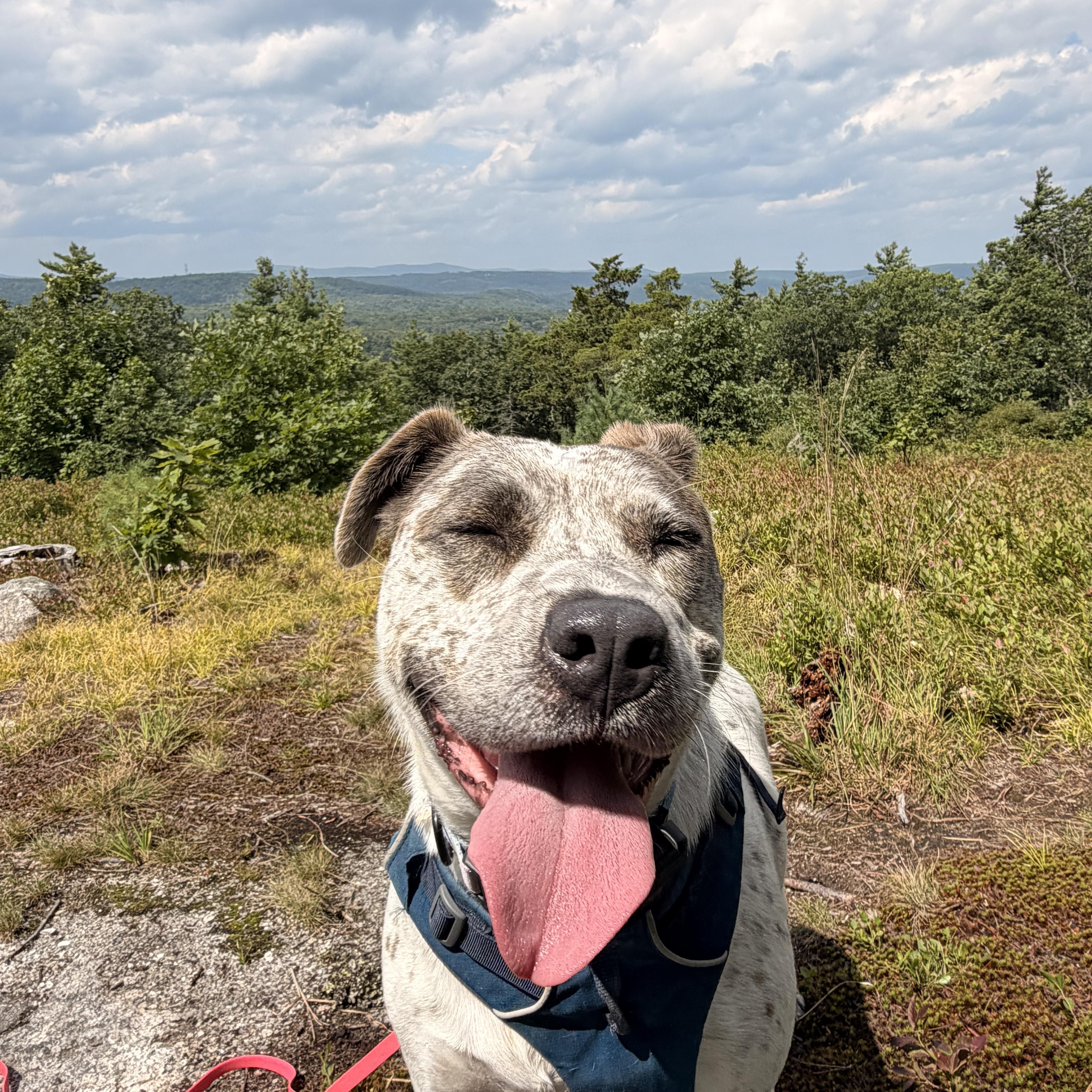 Robyn, Adoptable, Young Female Cattle Dog.