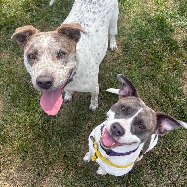 Enlarge Robyn, a Adoptable mixed breed in New Boston, NH image 6/6
