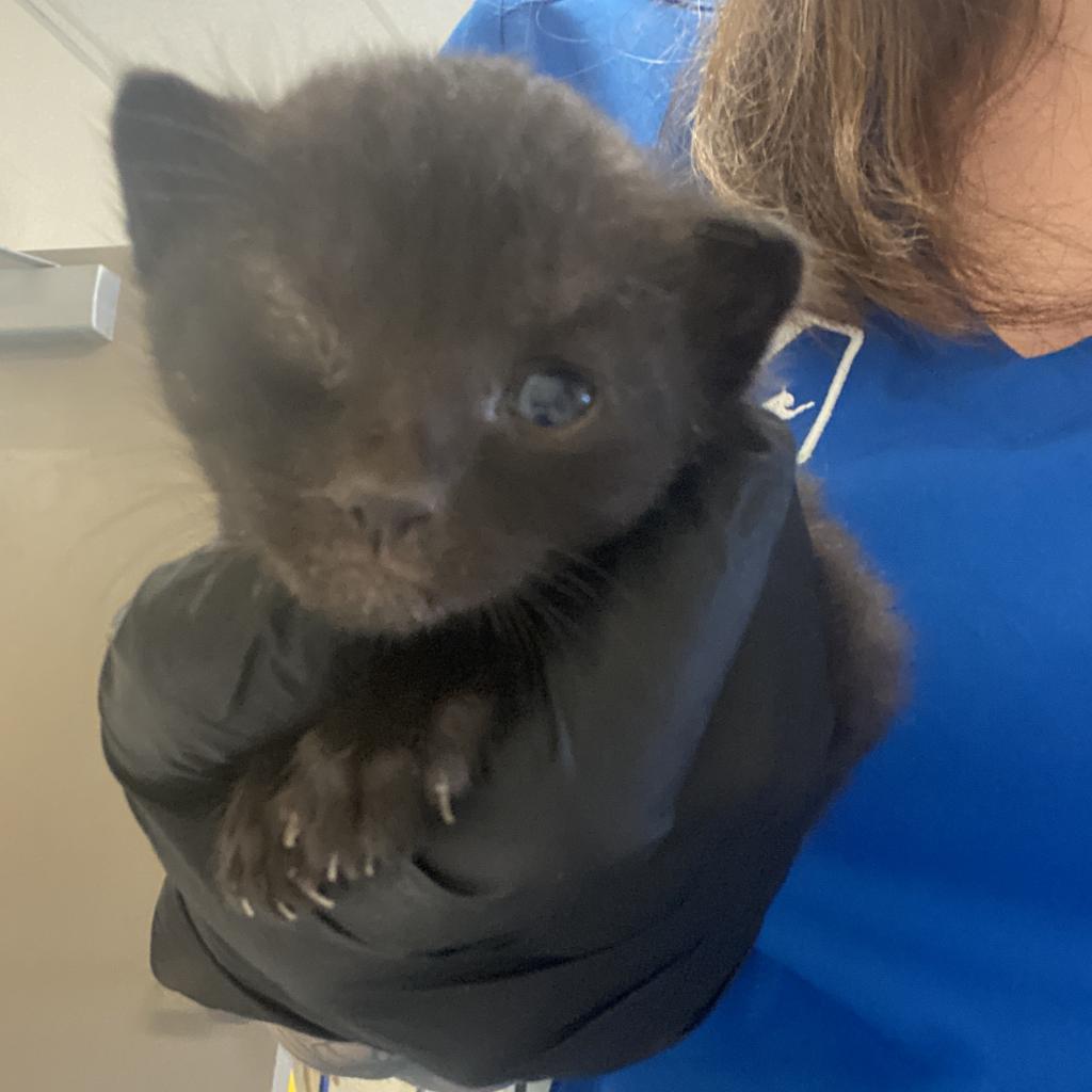 Enlarge Elvis Jr, a Adoptable Domestic Short Hair in Gainesville, GA image 1/1
