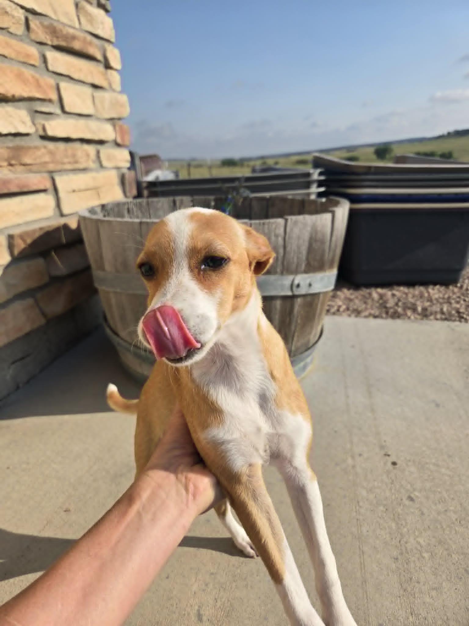 Enlarge Moonshine, a Adopted mixed breed in Castle Rock, CO image 2/3