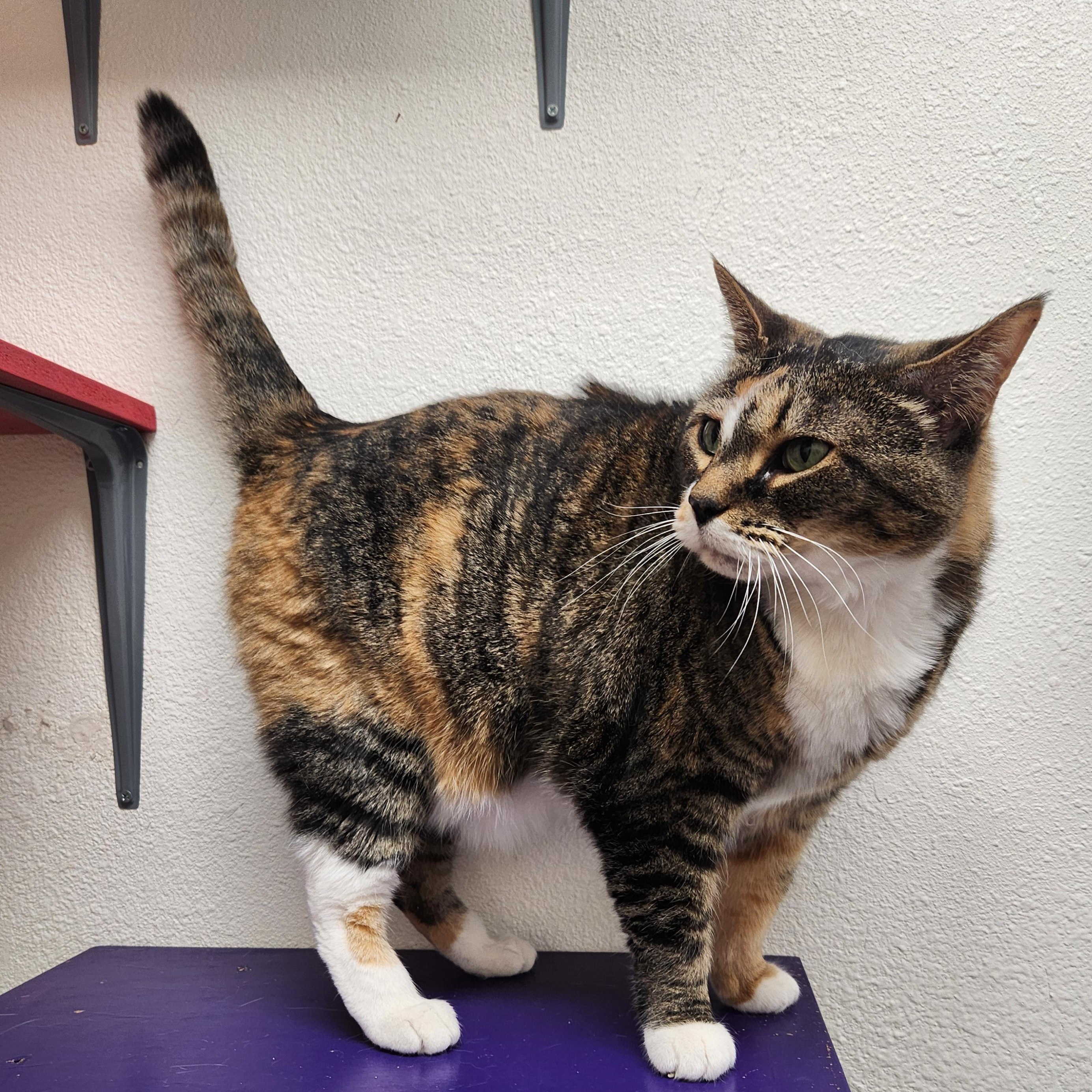 Miss Kitty, Adoptable, Adult Female Domestic Short Hair.