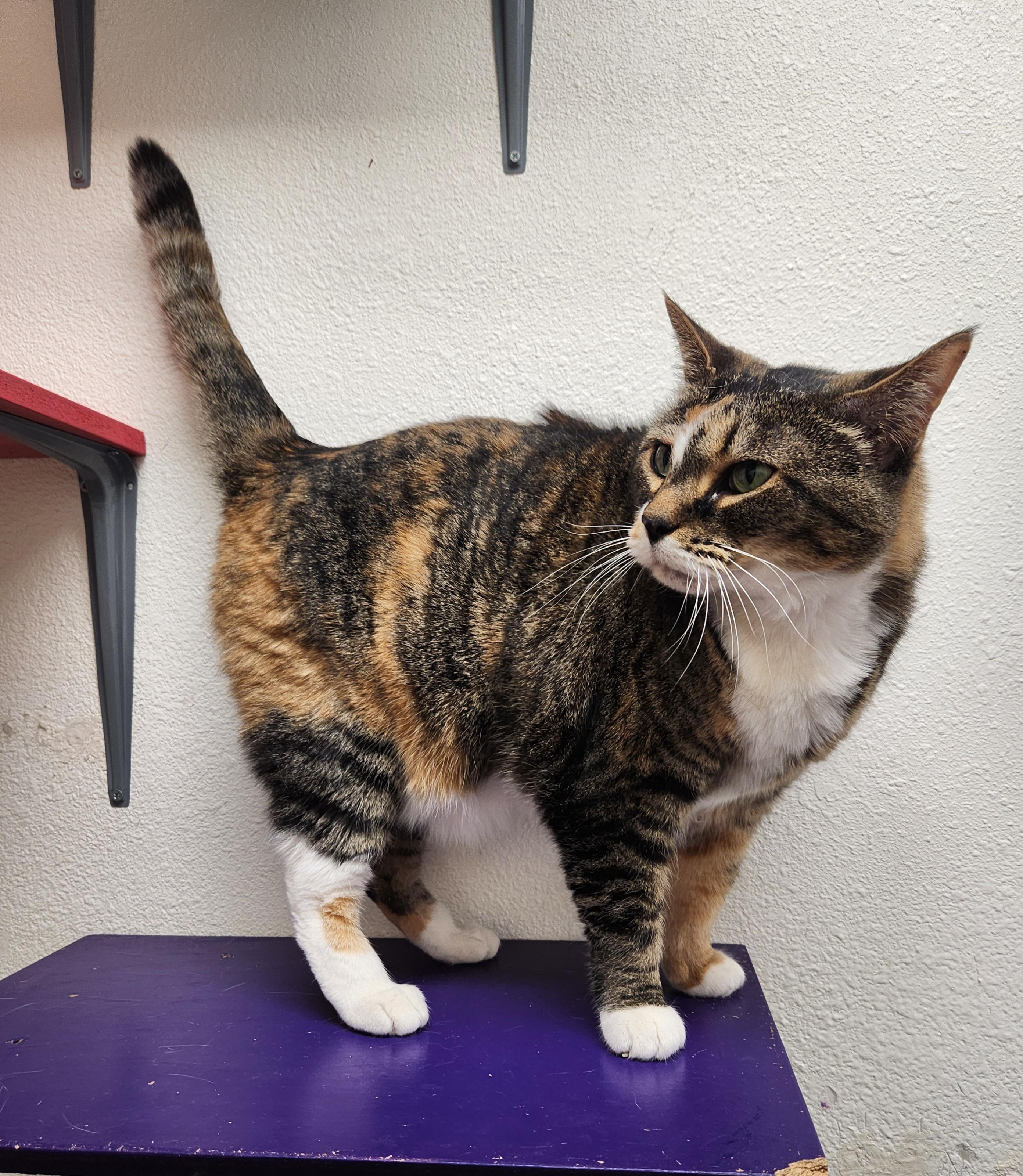 Miss Kitty, a Adoptable Domestic Short Hair in Yarnell, AZ image 3/3