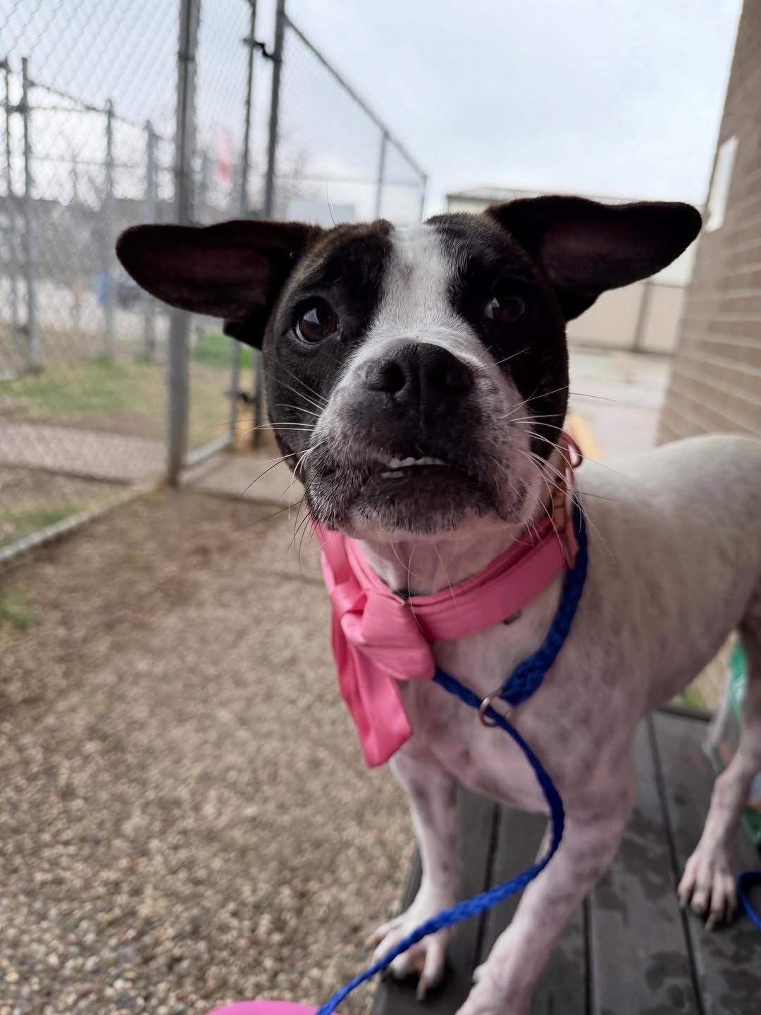 Enlarge Mabel, an adoption pending mixed breed in Steamboat Springs, CO image 1/1