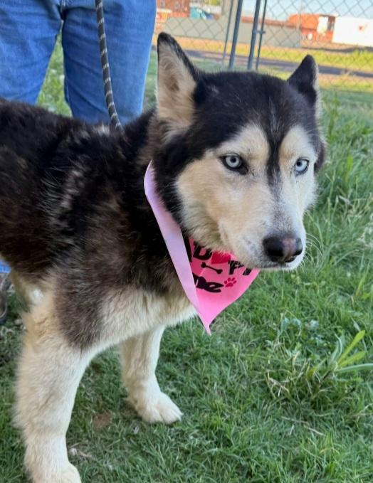 T-Freya, an adoptable Husky in Billings, MT, 59101 | Photo Image 1