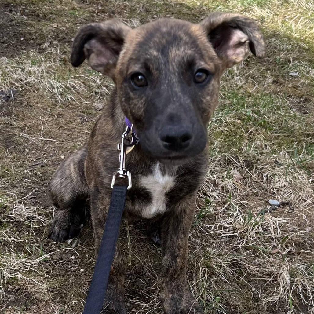 Enlarge Kayden, a Adoptable Mixed Breed in Kennebunk, ME image 1/5