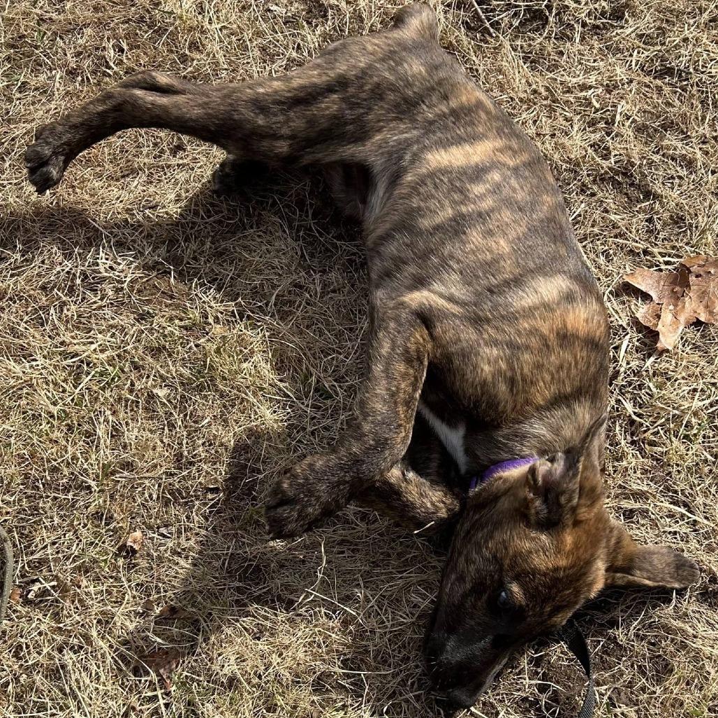 Enlarge Kayden, a Adoptable Mixed Breed in Kennebunk, ME image 2/5