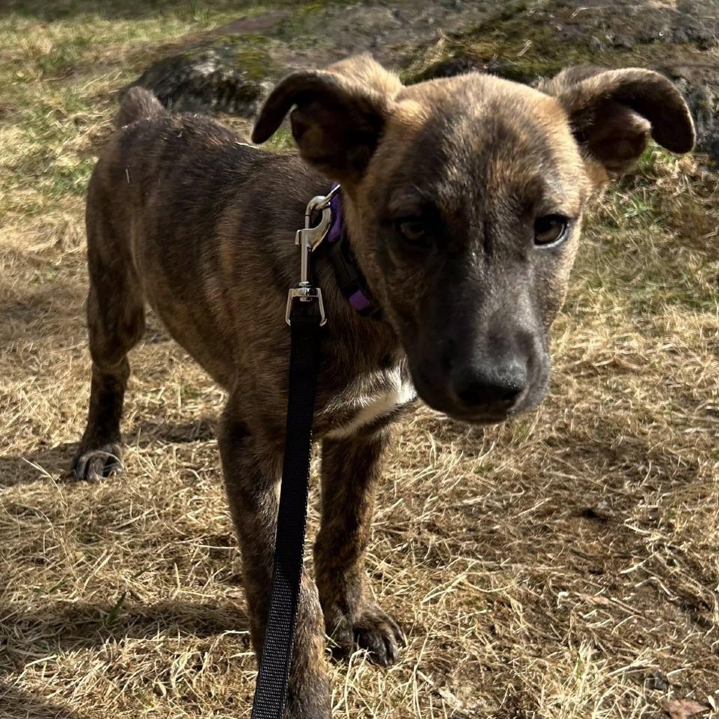Enlarge Kayden, a Adoptable Mixed Breed in Kennebunk, ME image 3/5