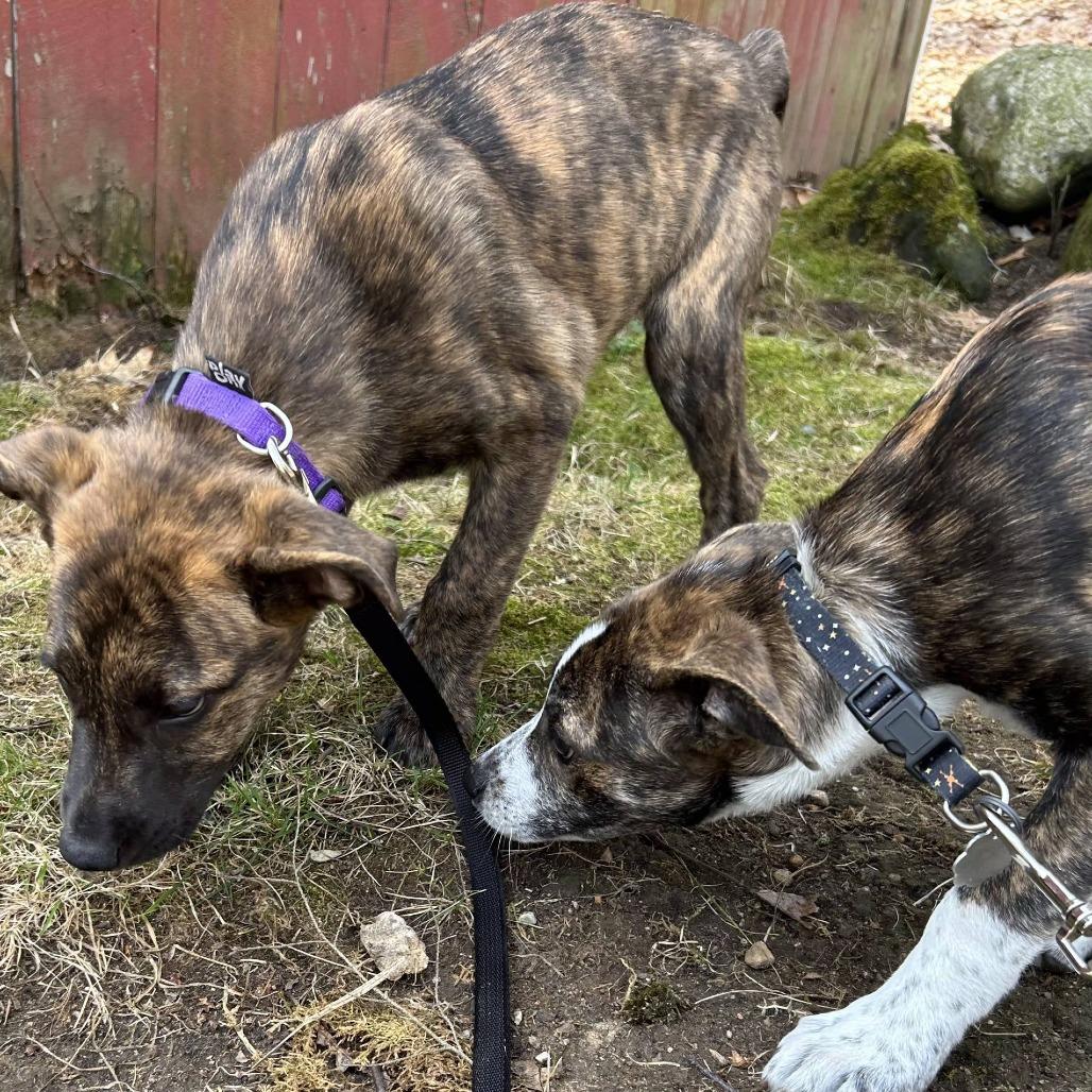 Enlarge Kayden, a Adoptable Mixed Breed in Kennebunk, ME image 4/5