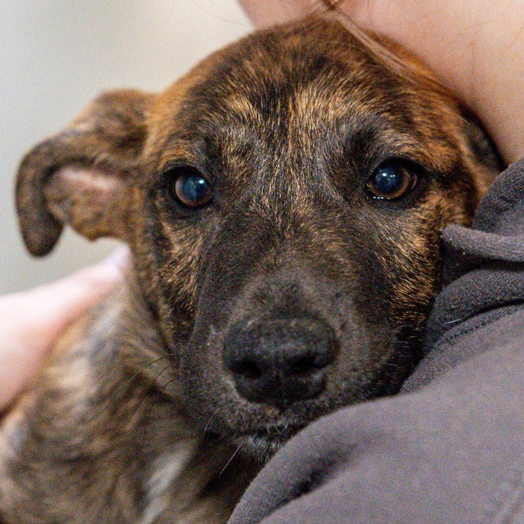 Enlarge Kayden, a Adoptable Mixed Breed in Kennebunk, ME image 5/5