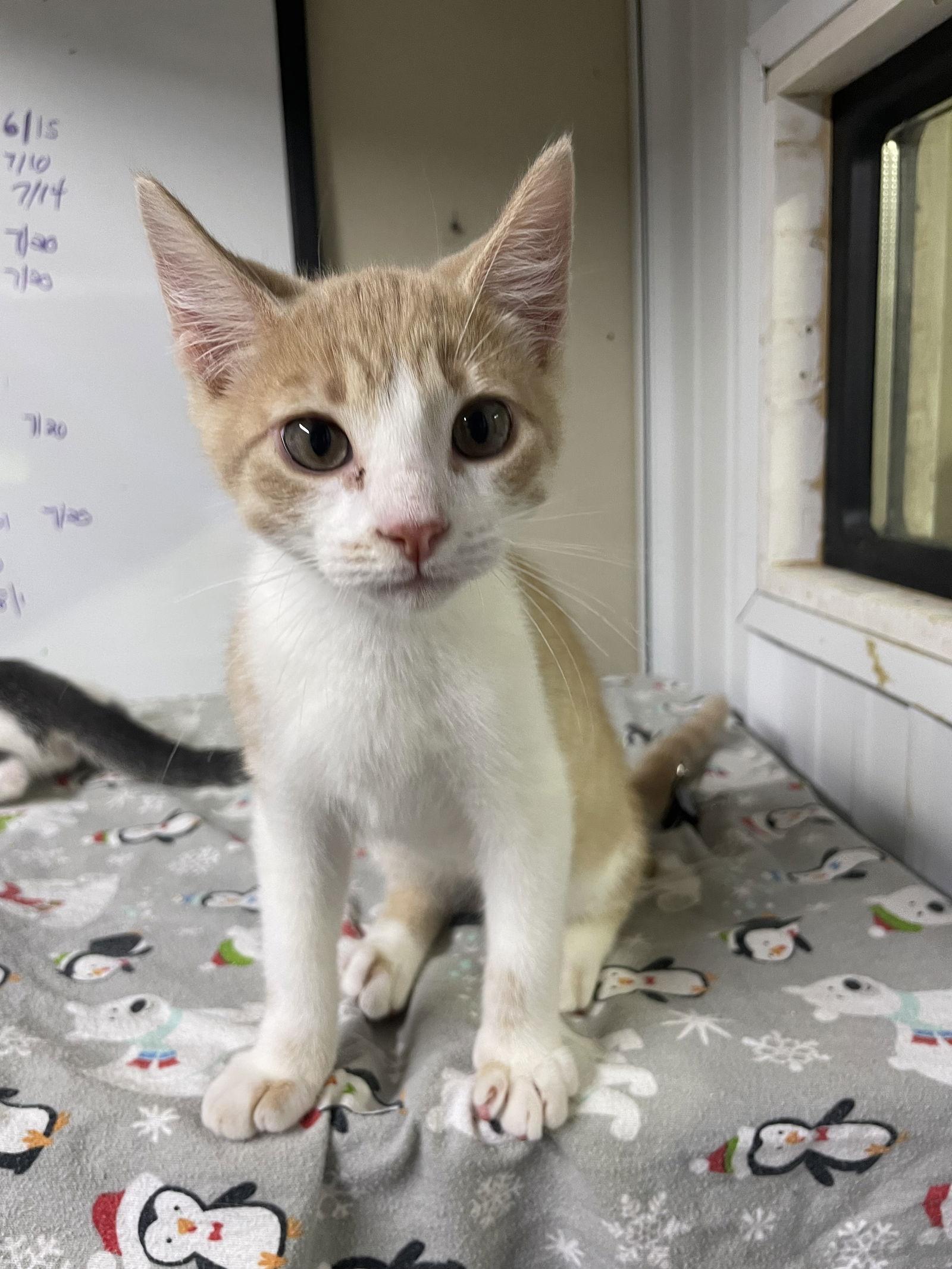 Enlarge Mac, a Adopted Domestic Short Hair in Stover, MO image 2/3