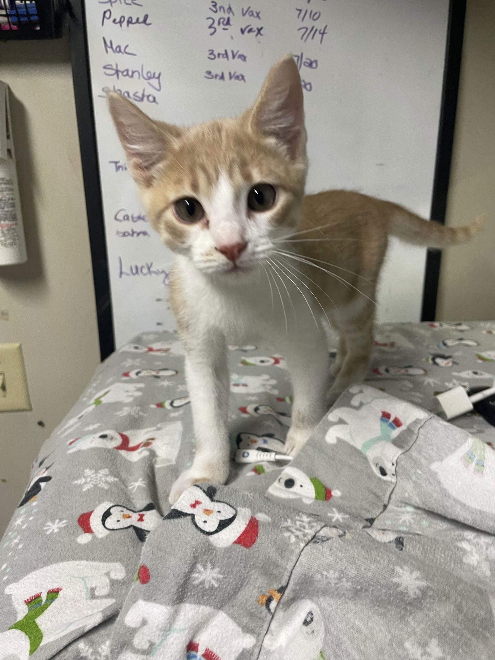 Enlarge Mac, a Adopted Domestic Short Hair in Stover, MO image 3/3