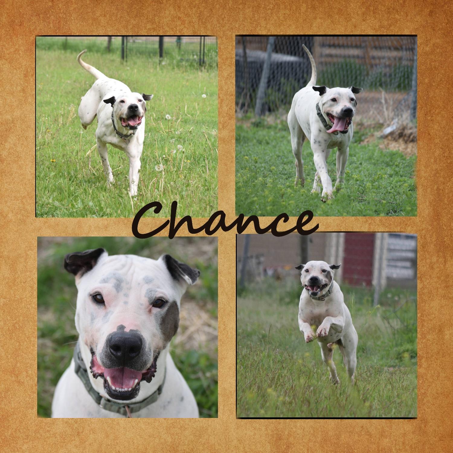 Chance 3, Adoptable, Adult Male Dalmatian.