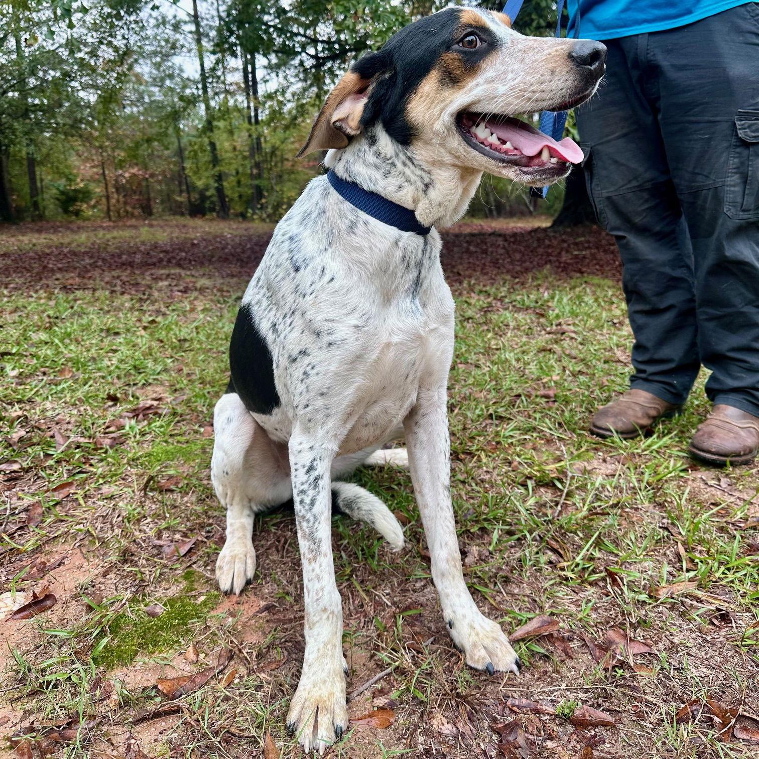 Cherokee, Adoptable, Young Male Mixed Breed.