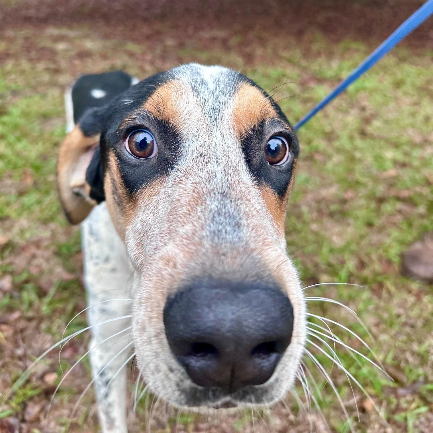 Cherokee, a Adoptable Mixed Breed in Mc Cormick, SC image 2/3