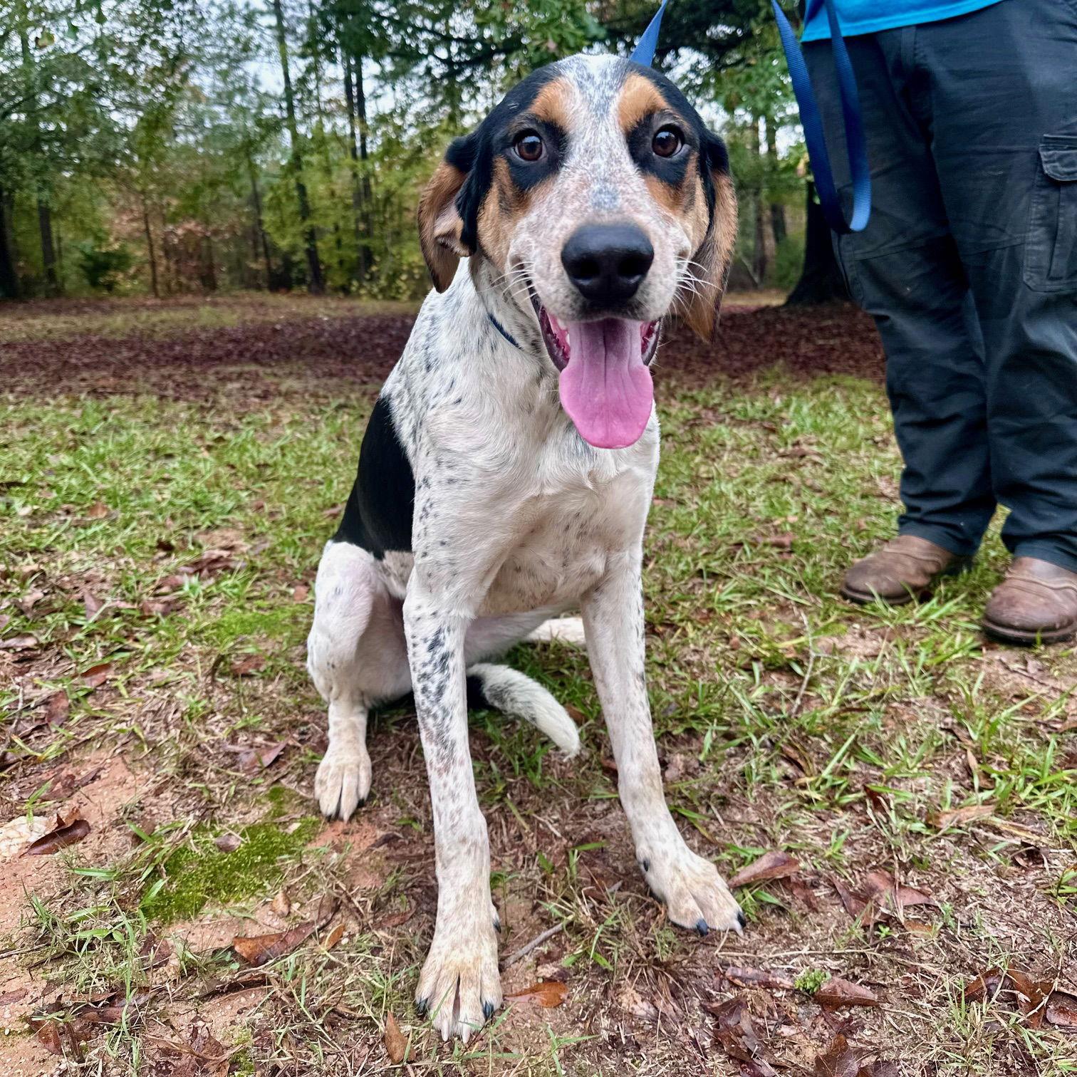 Cherokee, a Adoptable Mixed Breed in Mc Cormick, SC image 3/3