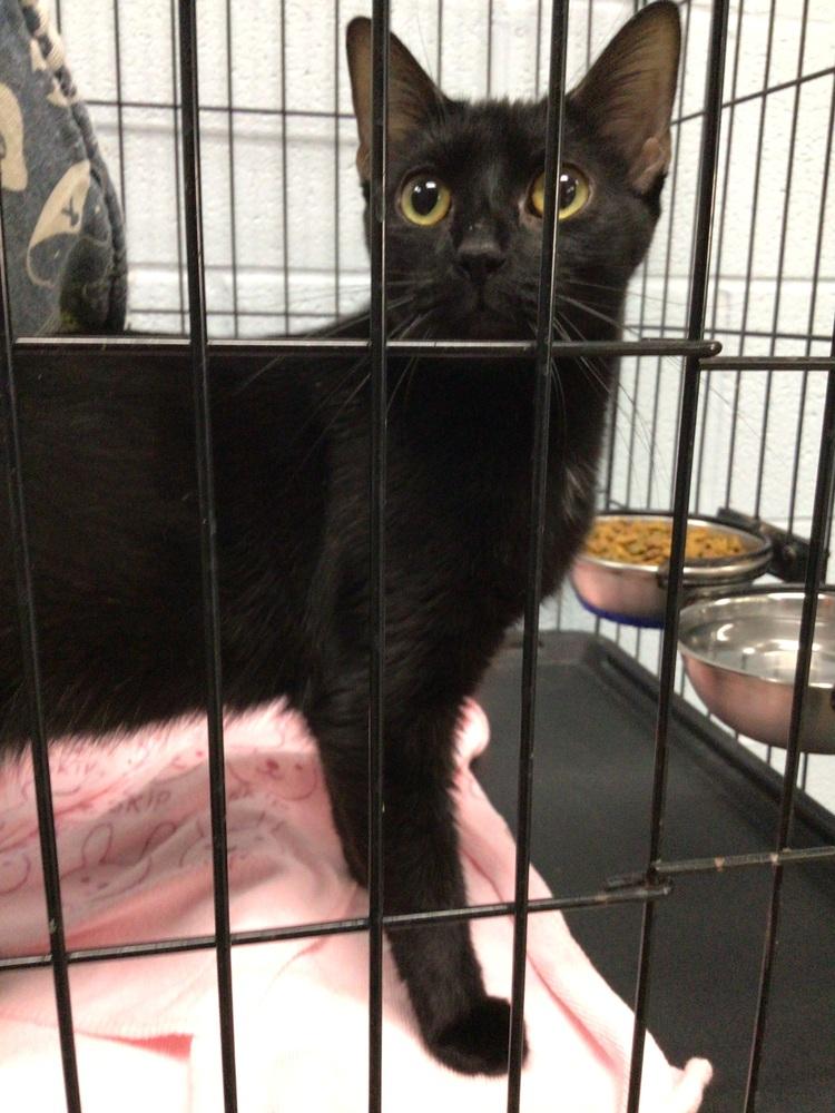 Enlarge Sally, a Adoptable Domestic Short Hair in Logansport , IN image 1/1