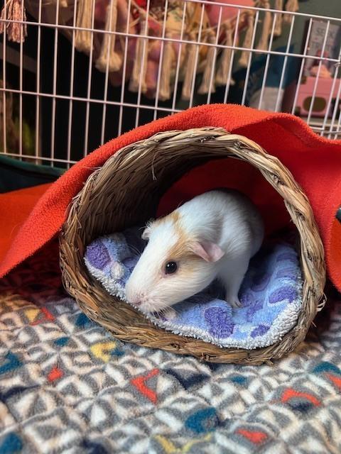 Enlarge Astrid, an adopted Guinea Pig in Austin, TX image 2/2