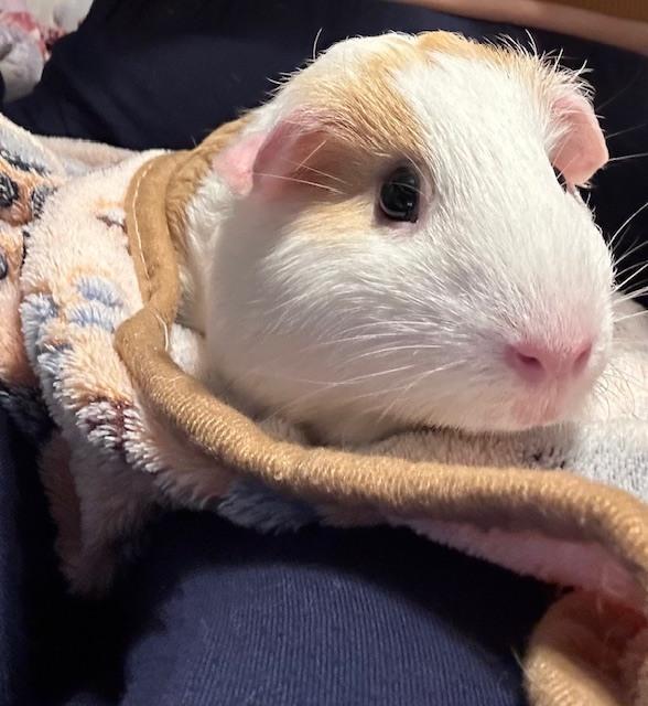 Enlarge Astrid, an adopted Guinea Pig in Austin, TX image 1/2
