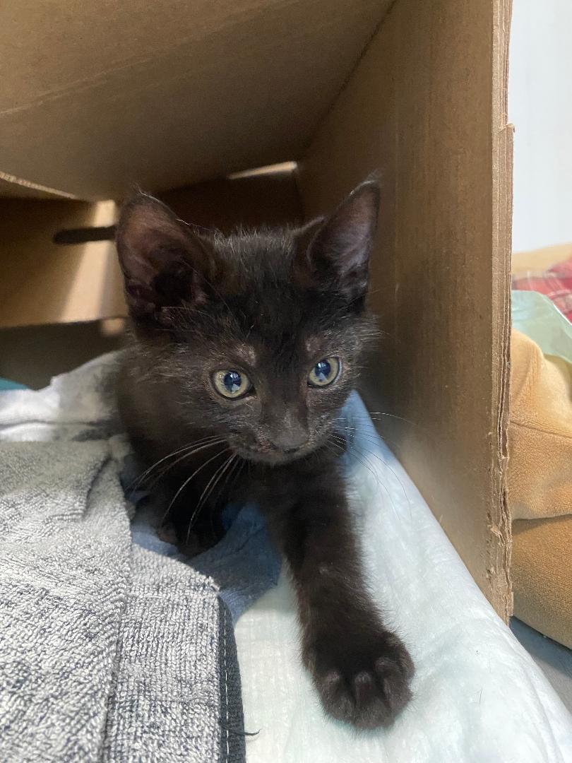 Sunny, ADOPTABLE, Kitten Male Domestic Short Hair.