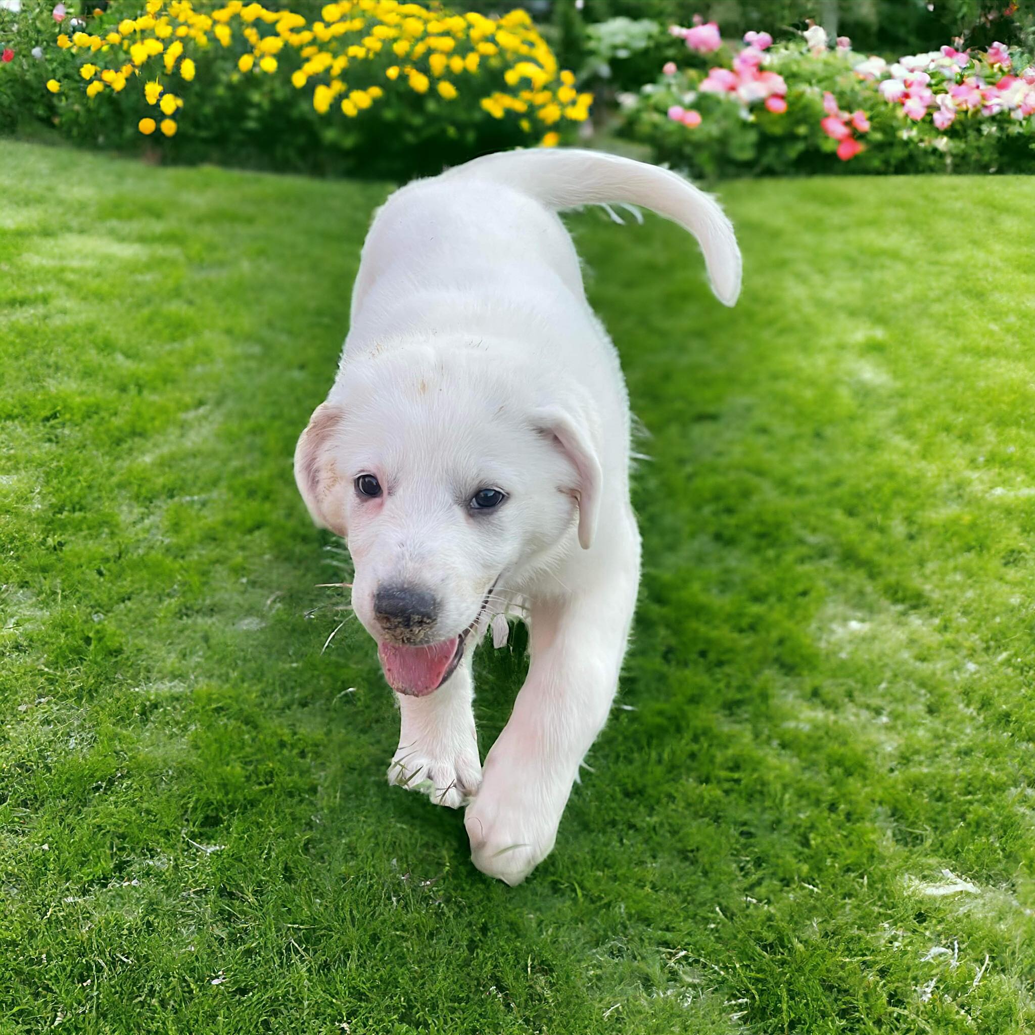 Enlarge Sugar, a Adopted Great Pyrenees in Phillipsburg, NJ image 4/5