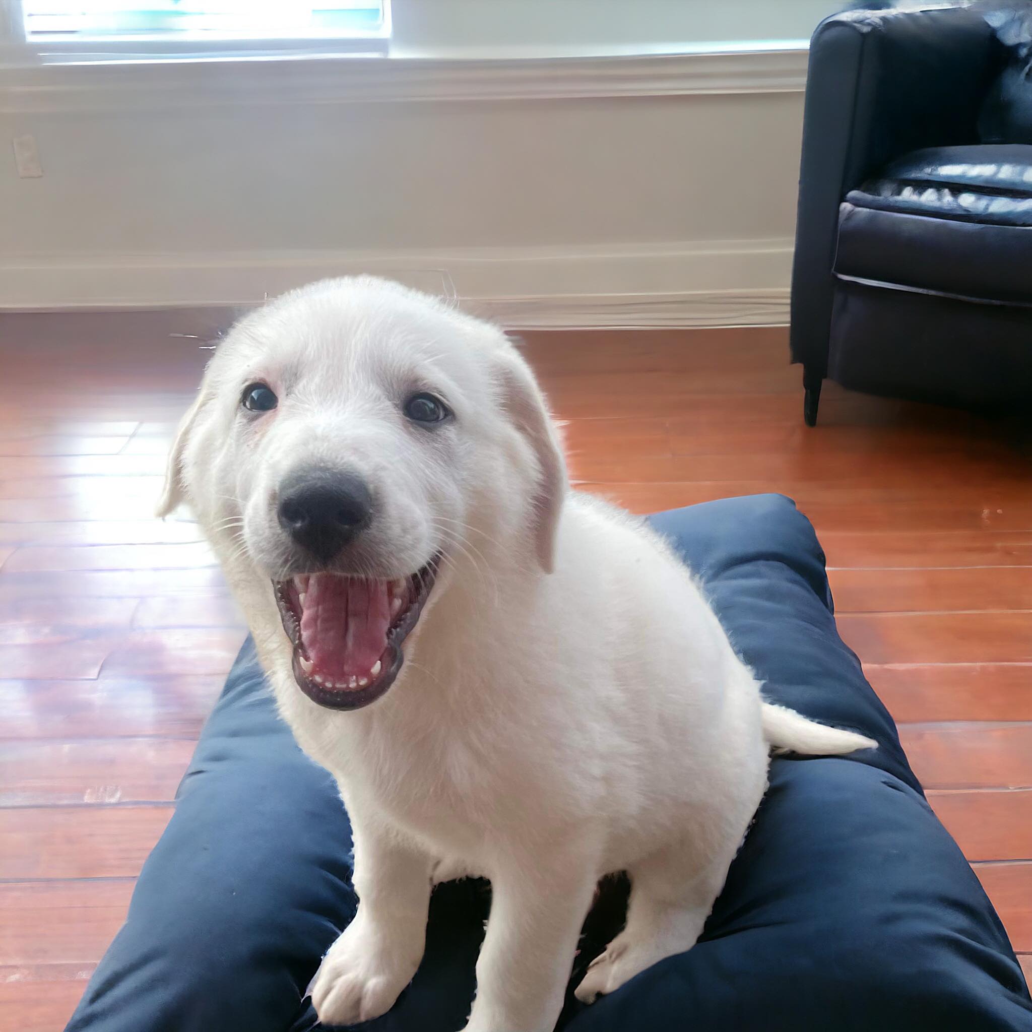 Enlarge Sugar, a Adopted Great Pyrenees in Phillipsburg, NJ image 3/5