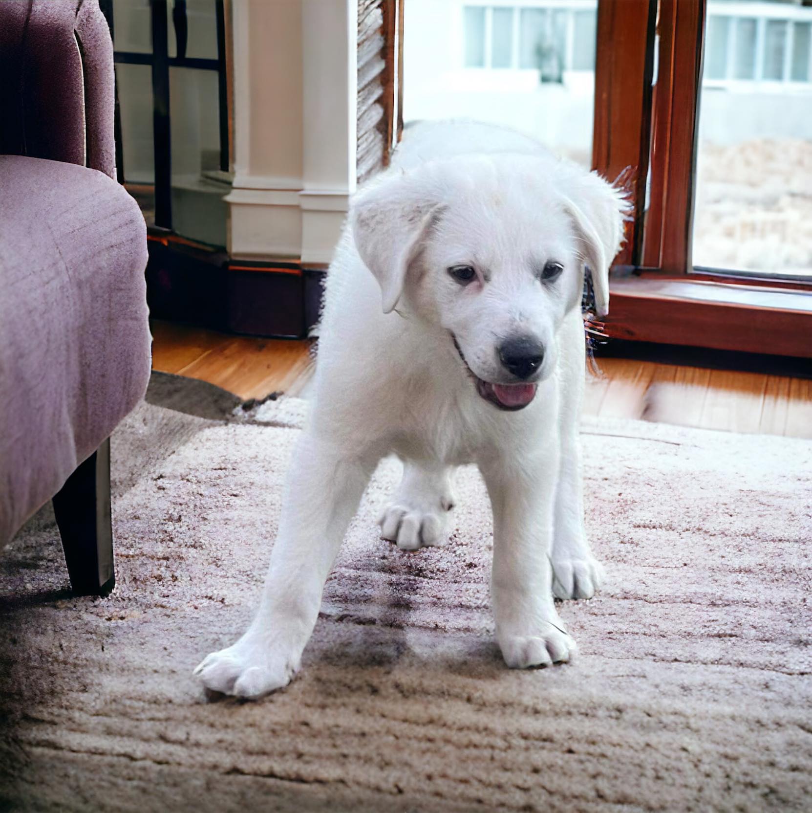 Enlarge Sugar, a Adopted Great Pyrenees in Phillipsburg, NJ image 2/5