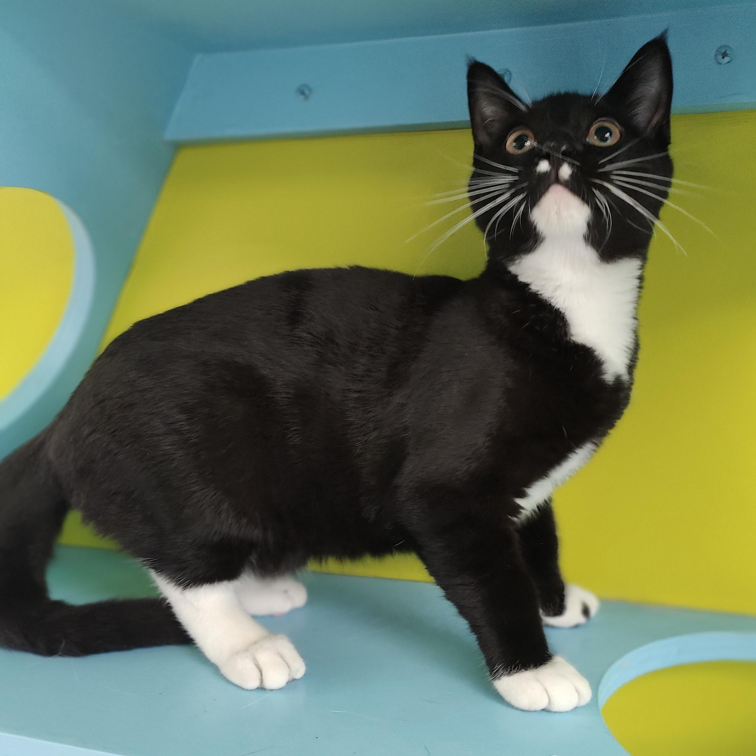 Limonata, adopted, Young Male Domestic Short Hair.