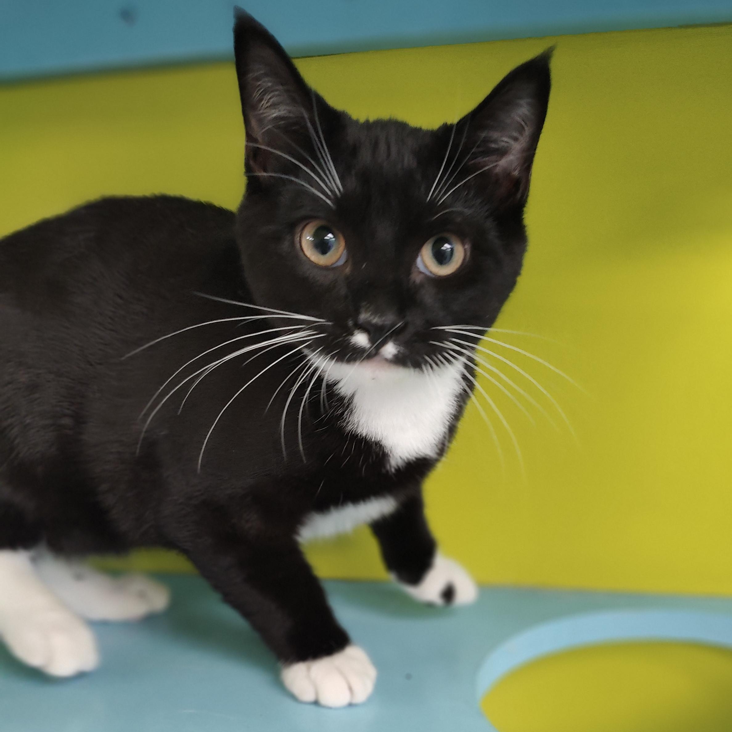 Enlarge Limonata, an adopted Domestic Short Hair in Jersey city, NJ image 2/2