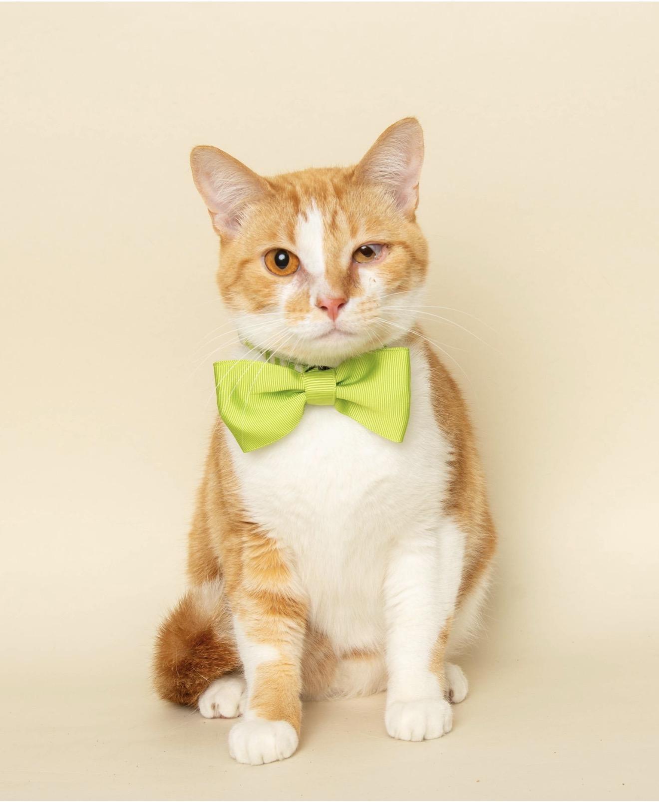 MR. ORANGE, adopted, Adult Male Domestic Short Hair.