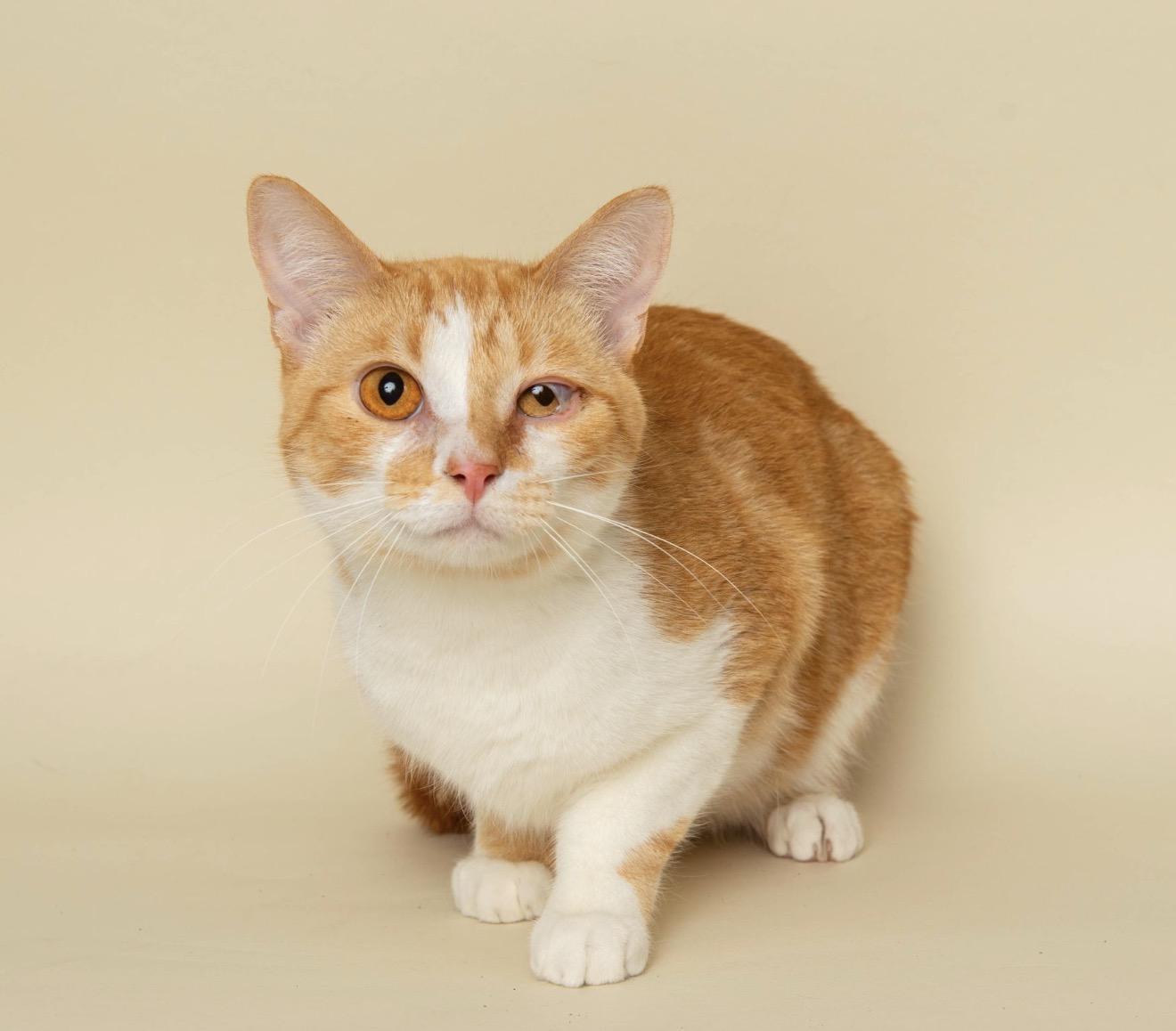 Enlarge MR. ORANGE, an adopted Domestic Short Hair in Wyandotte, MI image 4/4