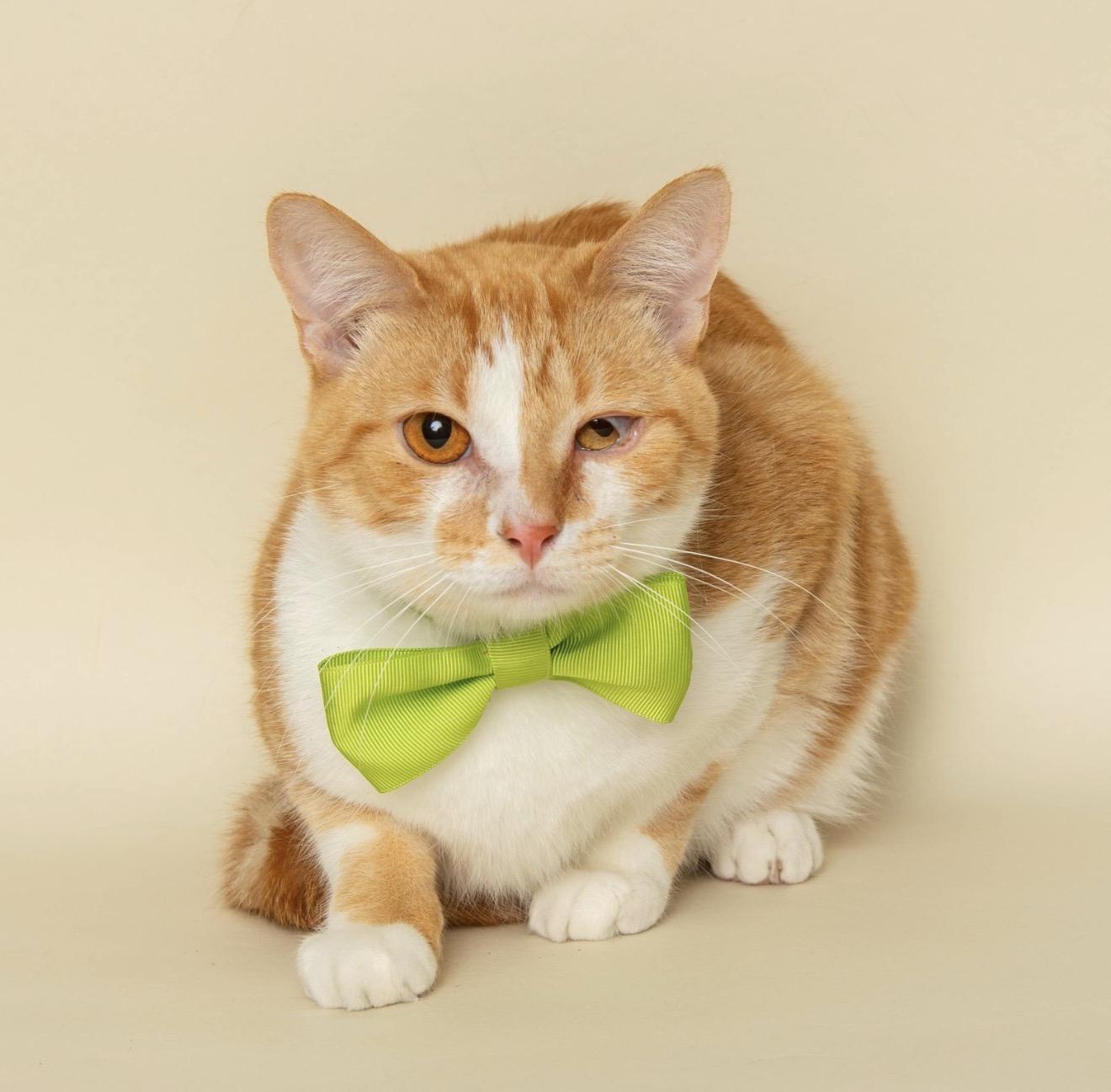 Enlarge MR. ORANGE, an adopted Domestic Short Hair in Wyandotte, MI image 3/4