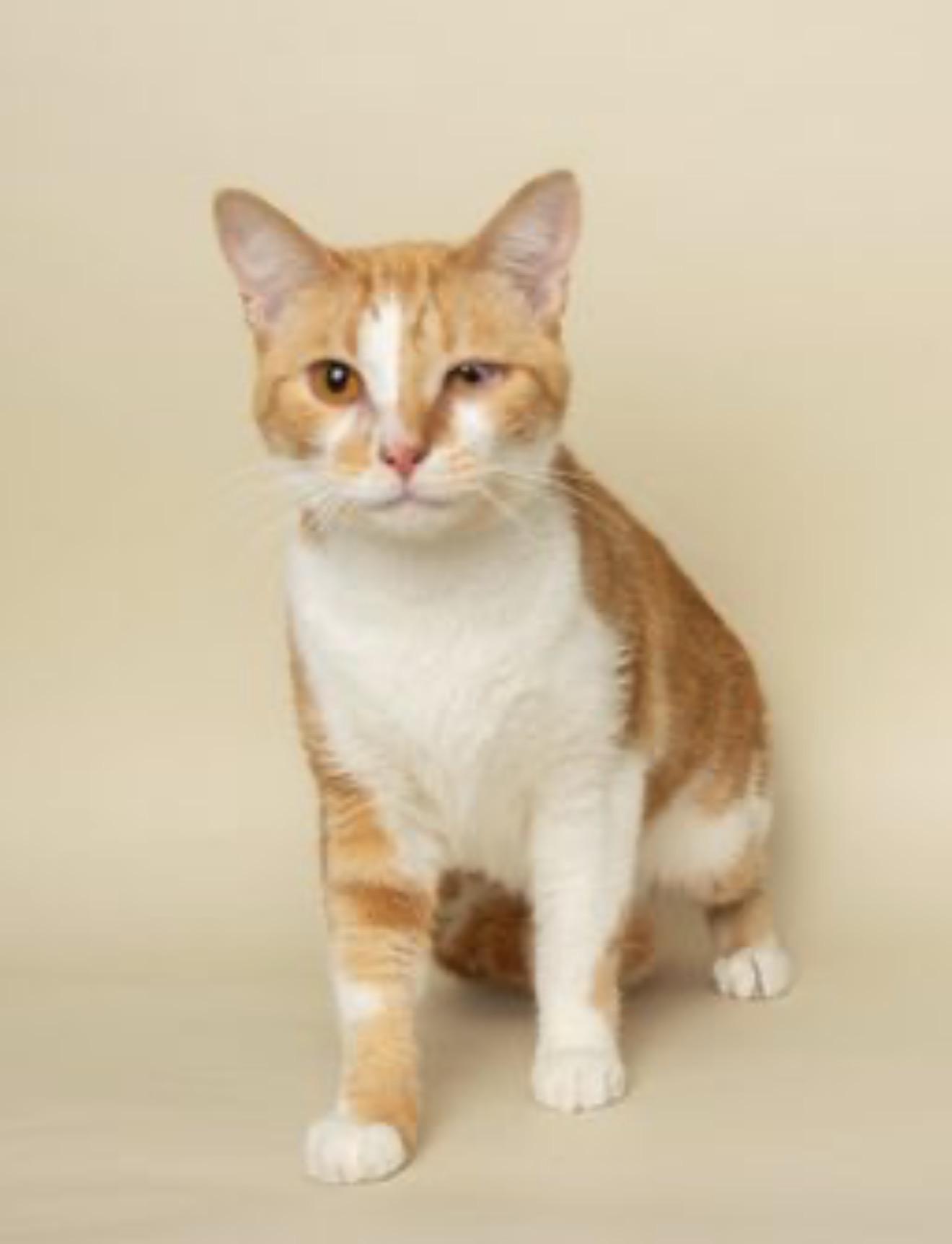 Enlarge MR. ORANGE, an adopted Domestic Short Hair in Wyandotte, MI image 2/4
