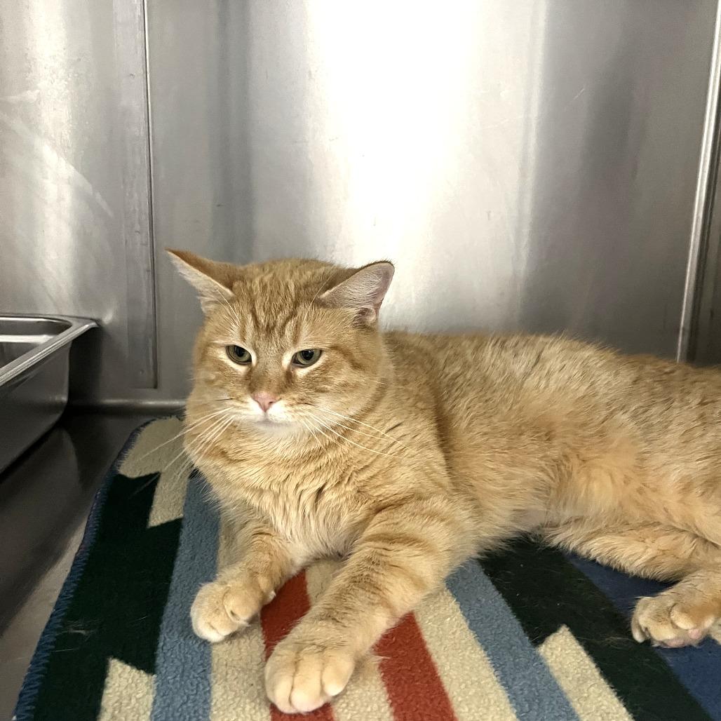 Enlarge Amber, a Adoptable Domestic Short Hair in Idaho Falls, ID image 1/3