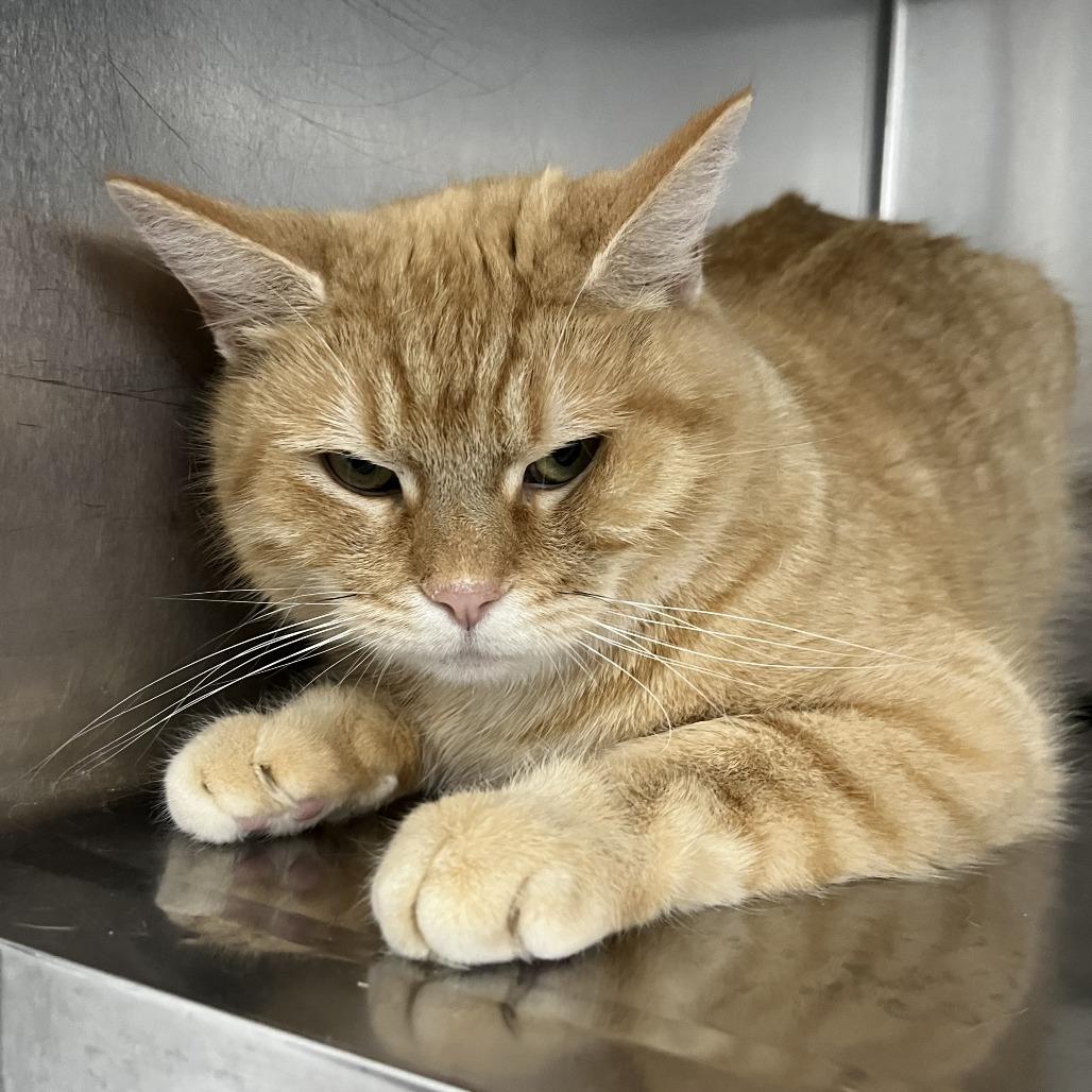 Enlarge Amber, a Adoptable Domestic Short Hair in Idaho Falls, ID image 2/3