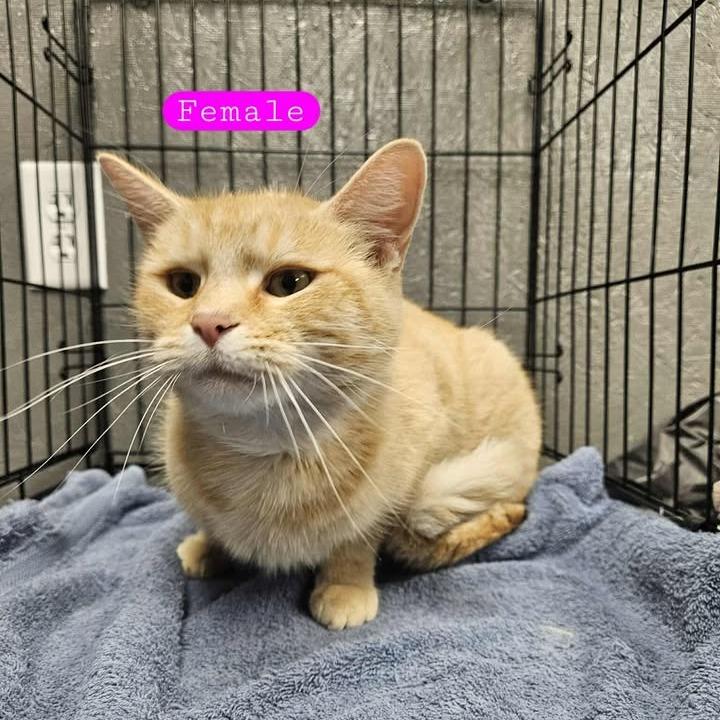 Enlarge Amber, a Adoptable Domestic Short Hair in Idaho Falls, ID image 3/3