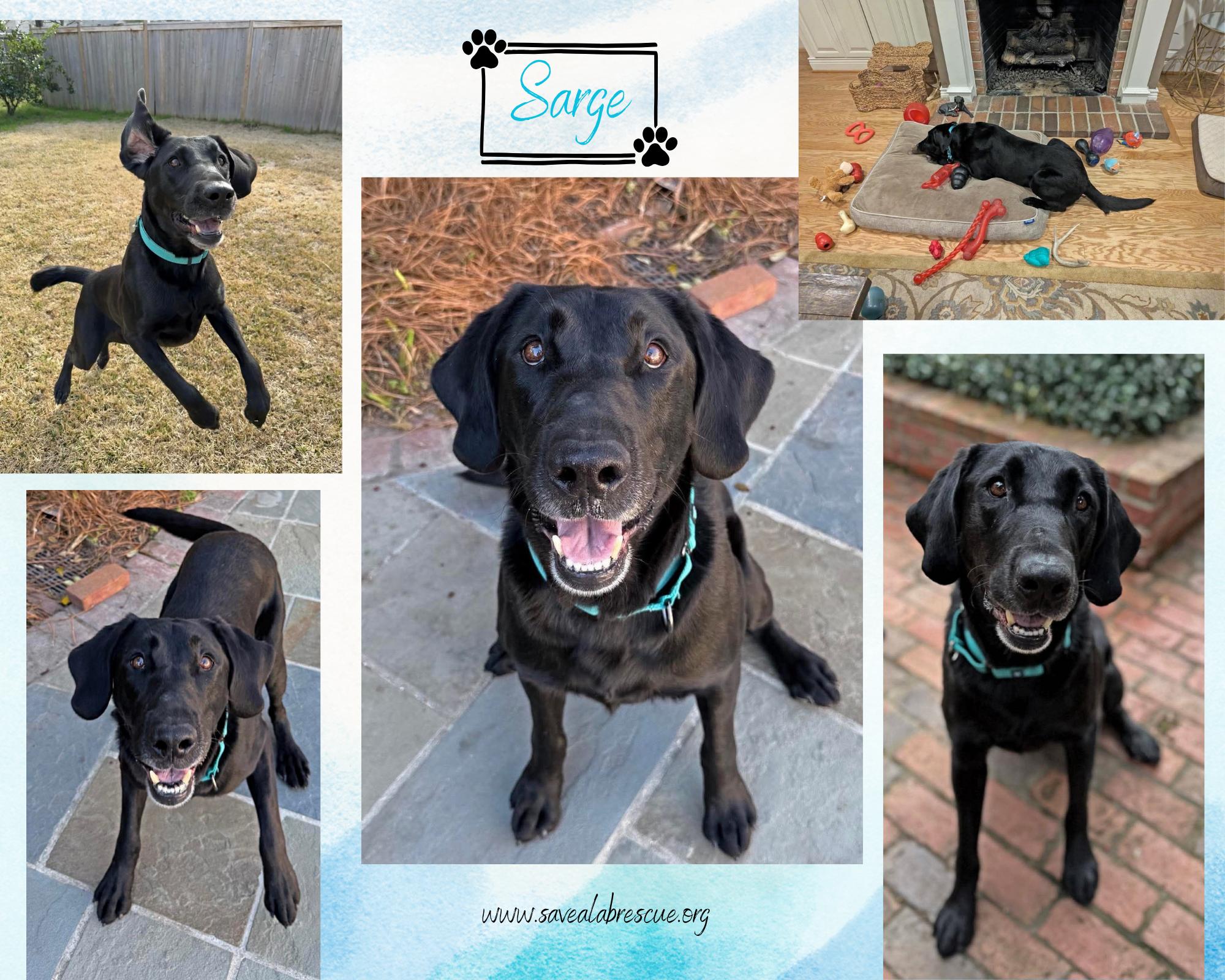 Sarge, ADOPTABLE, Adult Male Labrador Retriever & Black Labrador Retriever.
