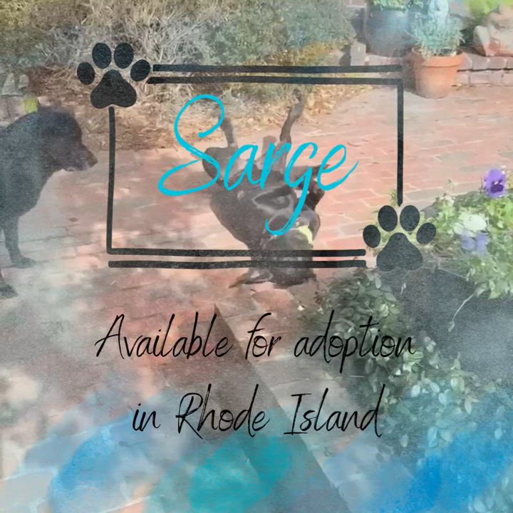 Enlarge Sarge, a ADOPTABLE mixed breed in Newport, RI video 2/2