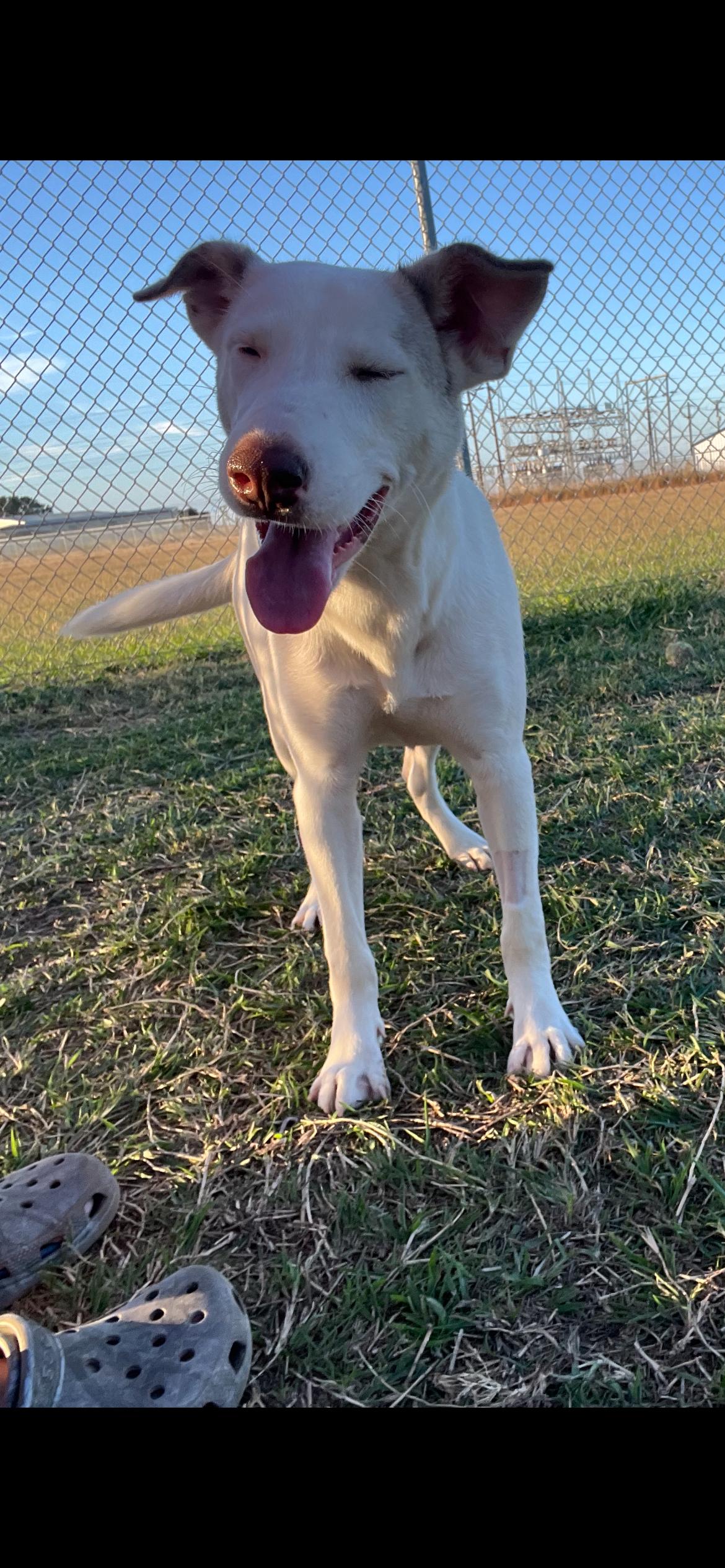 Mackenzie, a Adoptable mixed breed in Port Lavaca, TX image 1/5