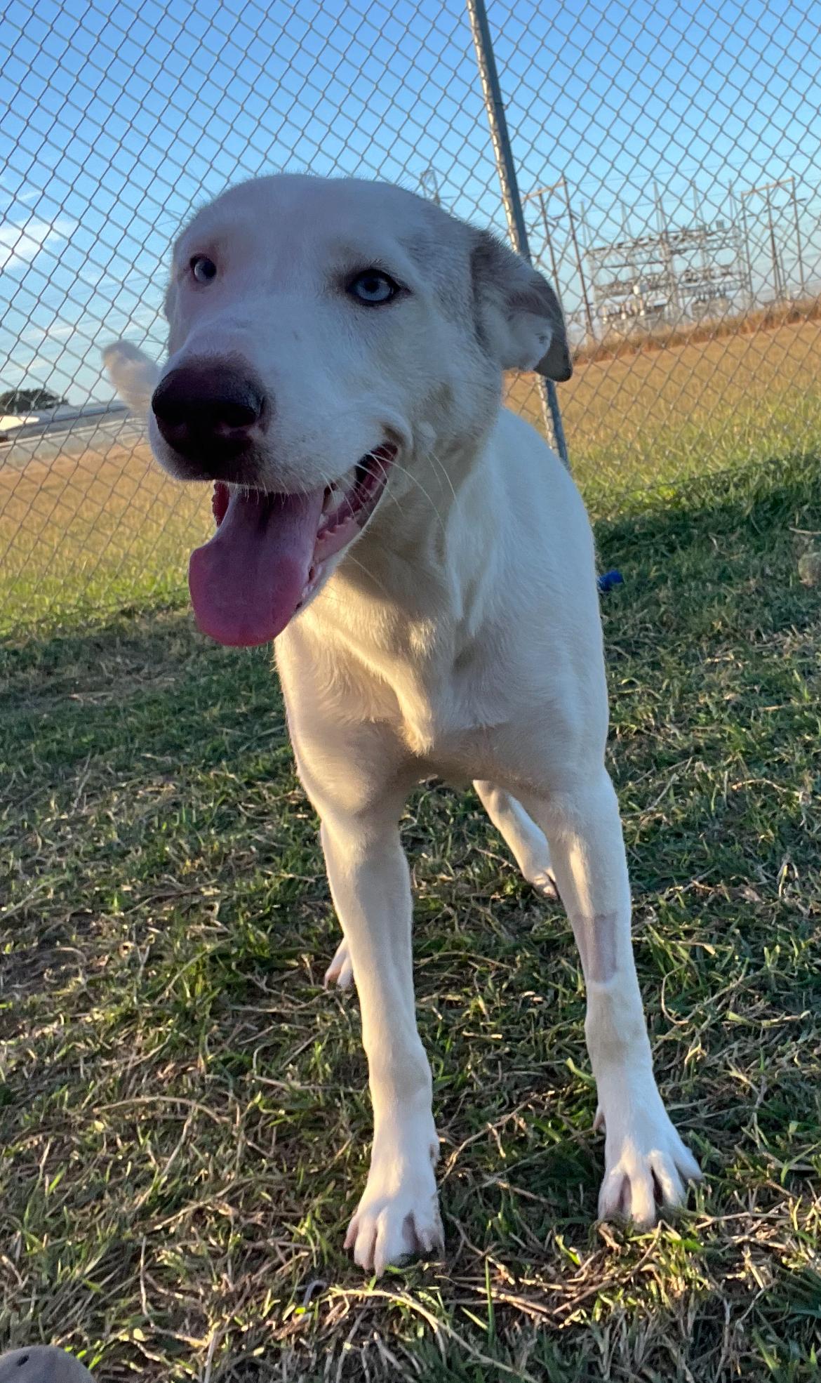 Mackenzie, a Adoptable mixed breed in Port Lavaca, TX image 2/5