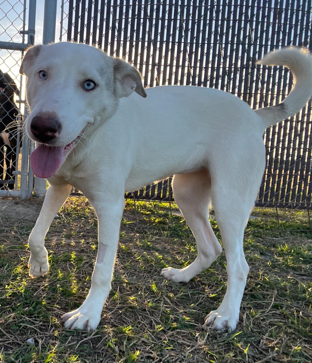 Mackenzie, a Adoptable mixed breed in Port Lavaca, TX image 3/5